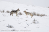 037-Coyote Pair