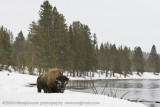 050-Bison by River