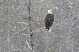 051-Bald Eagle in Snowstorm