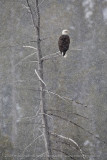 053-Bald Eagle in Tree