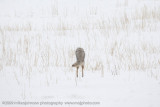 056-Coyote Jumps for Vole