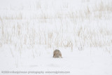 061-Coyote Jumps for Vole