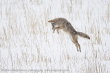 062-Coyote Jumps for Vole