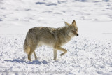 087-Coyote Walks By
