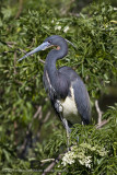 003-Tri-color in Breeding Plumage