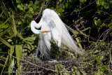 006-Egret Nest with Eggs