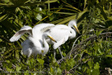 008-Egret Chicks