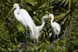 009-Egret Family
