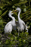 013-Egret Chicks