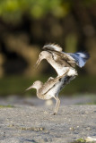 003-Willets Copulating