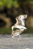 004-Willets Copulating