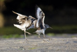 005-Willets Copulating