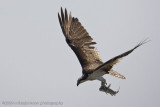 010-Osprey with Fish