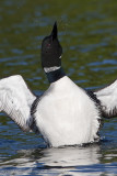 012-Loon Standing