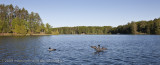 013-Loons on Nettie Lake