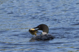 016-Loon with Sunfish