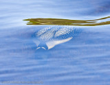 018-Loon Underwater