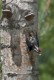 023-Yellow Bellied Sap Sucker