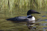 025-Loon in the Grass