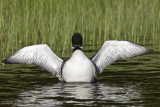 027-Loon Spread