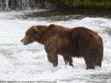 004-Bear at Brooks Falls