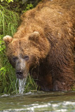 007-Grizzled Grizzly