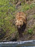 008-Fishing Grizzly