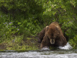 021-Bear Jump