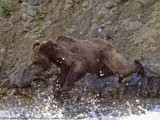 041-Bear Bubbles