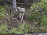 043-Surprised by a Wolf