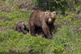 044-Sow with Spring Cub