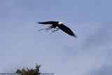 045-Eagle with Nest Repairs