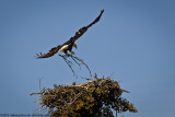 046-Eagle with Nest Repairs