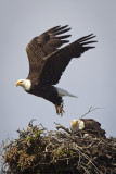 047-Leaving to Find Food