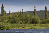 052-Bear in the Scenery