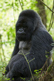 009-Silverback Munyinya