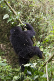 016-Juvenile Climbs the Bamboo