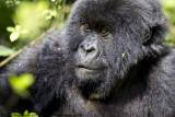 026-Gorilla Closeup
