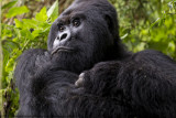 038-Silverback Guhonda