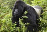 041-Silverback Guhonda