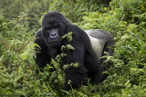 042-Silverback Guhonda