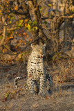 005-Leopard with Injury