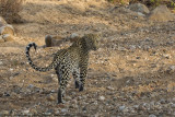 009-Leopard Looks Back