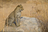 010-Leopard on Rock