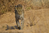 012-Leopard Coming my Way
