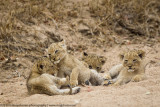 024-Lion Cu