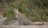 032-Leopard Sitting