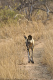 033-Wild Dog Walking Down Road