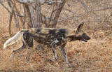 035-Wild Dog Walking