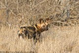036-Wild Dog Looks Back